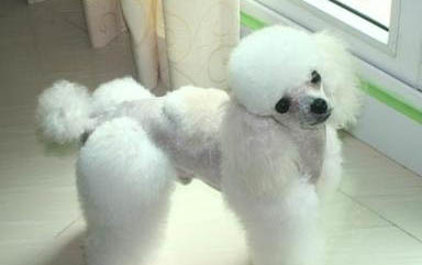 貴賓犬體外驅蟲多久一次