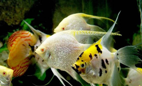 十大便宜好養的寵物魚有哪些