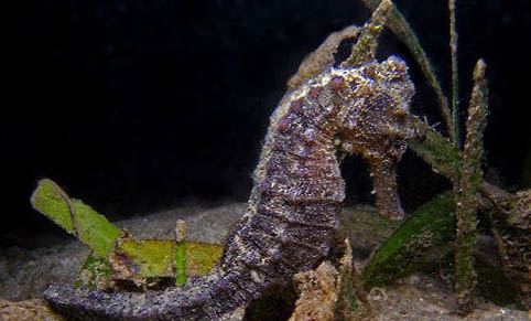 怎么給魚缸增氧妙招