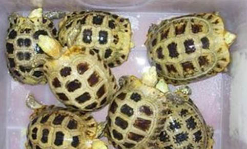 緬甸陸龜冬眠嗎