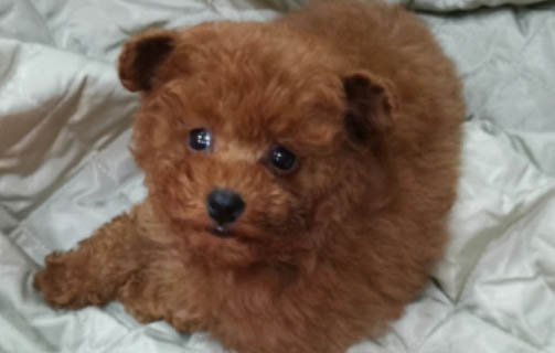 花泰迪和灰泰迪哪個貴？
