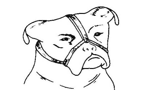 狗狗鼻子上的毛掉了