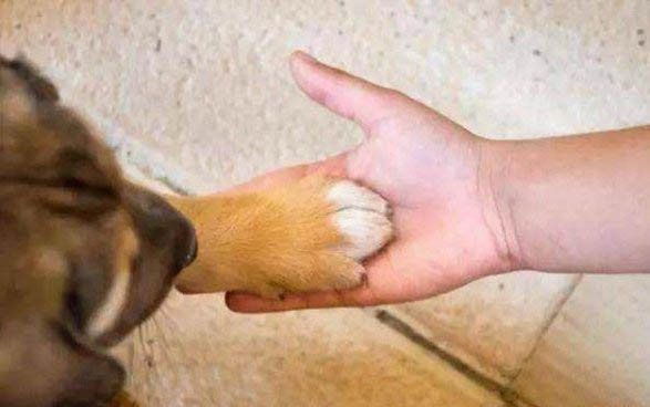狗狗打一次疫苗間隔多長時間