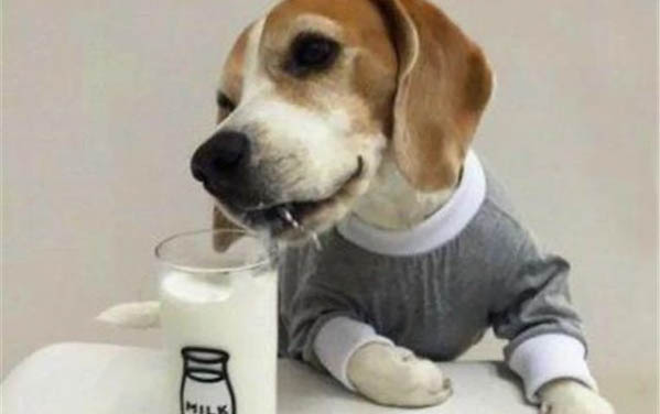 狗狗小型犬有哪些品種