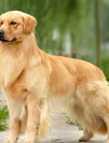 狗狗可以吃兔耳朵嗎