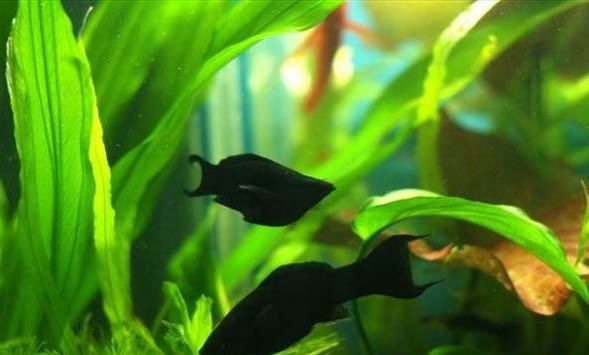 黑瑪麗魚生小魚多久生完