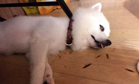狗狗幾天不吃飯了只喝水什么情況