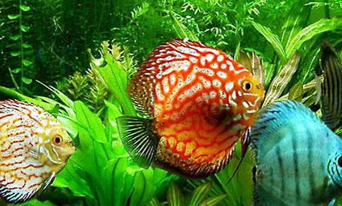 七彩神仙魚每月必須做檢疫嗎