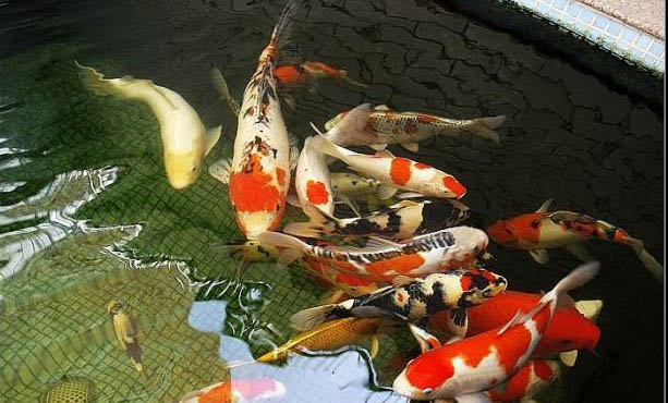 觀賞魚種類冷水魚