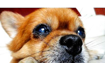 博美犬瘟初期癥狀