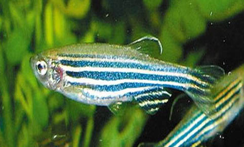 魚缸里沒有增氧泵可以養魚嗎