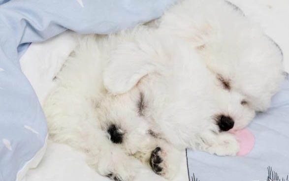 狗可以用碘伏消毒傷口嗎