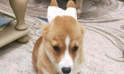 柯基和柴犬哪個好養(yǎng)