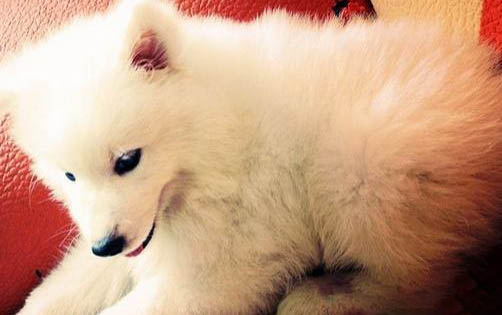 犬瘟以后多久可以養小狗