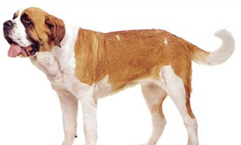 圣伯納犬為什么禁養(yǎng)