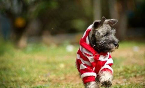 遛狗時狗狗為什么撒嬌啊