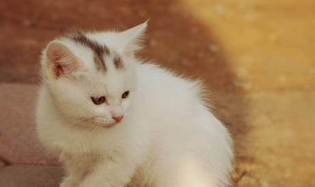 春季貓咪常見疾病