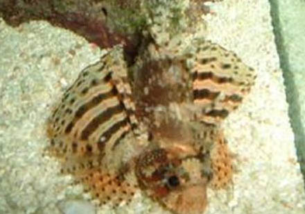 山東獅子貓太瘦了是什么原因