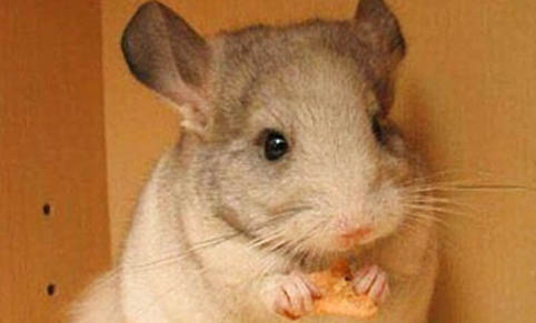 龍貓能活多久平均壽命是多少?