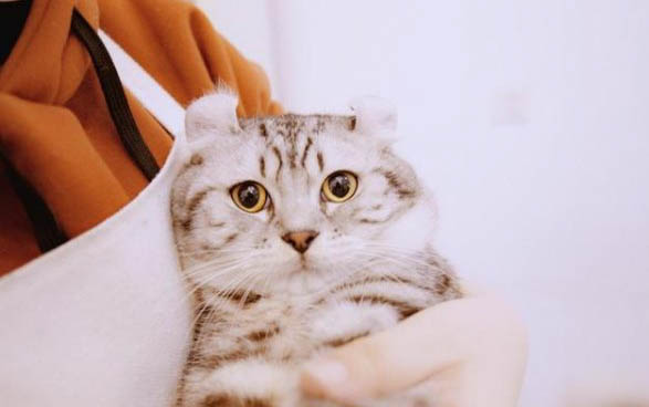 小貓都吃什么東西