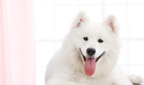 狗狗腸胃炎的癥狀及治療方法