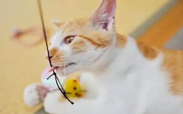 貓咪懷孕多久會不會生產
