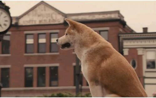 柴犬價格多少錢一只