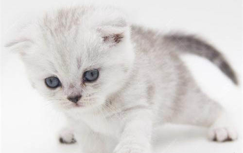 兩個(gè)月的小貓會(huì)不會(huì)有狂犬病