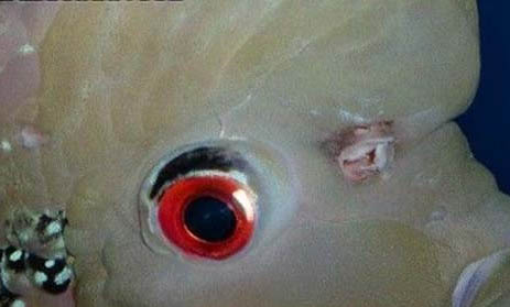 飼養珍珠羅漢魚應該多久換一次水?