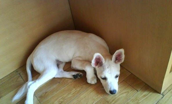 狗狗身上生虱子怎么樣去除?