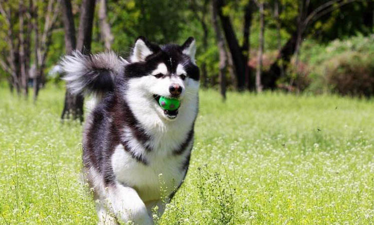 怎么讓狗狗在指定地方大小便