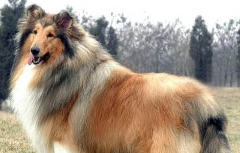 蘇牧犬和喜樂蒂的差別
