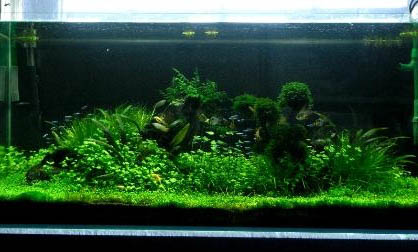 怎樣讓魚缸褐藻變青苔