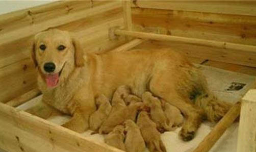 母犬怎么判斷是否患有子宮蓄膿