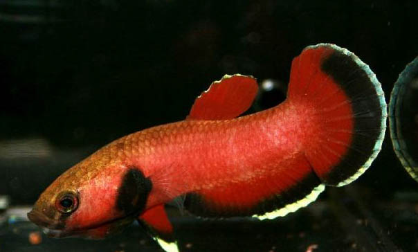 水草如何固定在魚缸里