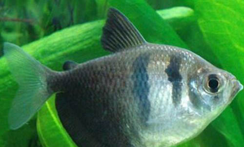 夏天魚缸里的魚老是死什么情況了