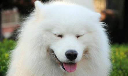 薩摩耶犬冠狀病毒愈后注意事項