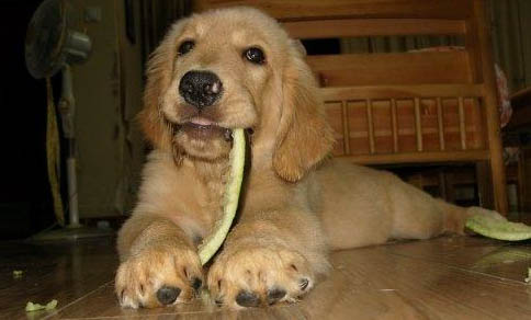 犬瘟一般要持續多久才能好