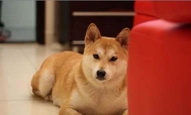 日本秋田犬多久可以洗澡