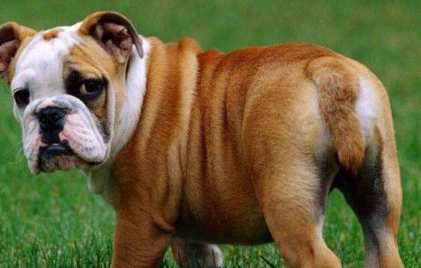 法國斗牛犬有多聰明?