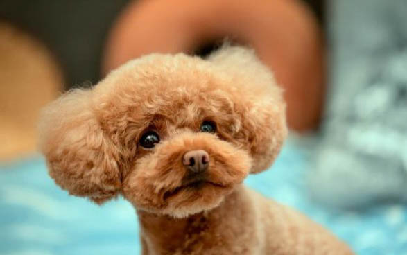 泰迪狗咬人了需要打狂犬疫苗嗎