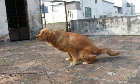 狗可以吃芒果嗎為什么