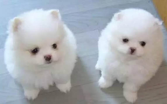 狗狗前腿不好會脫臼嗎？