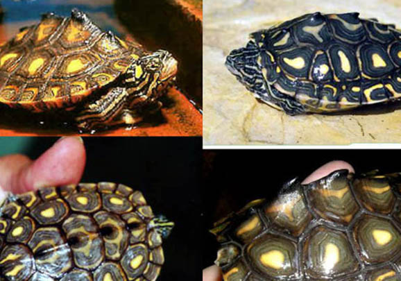 地圖龜能長多大?