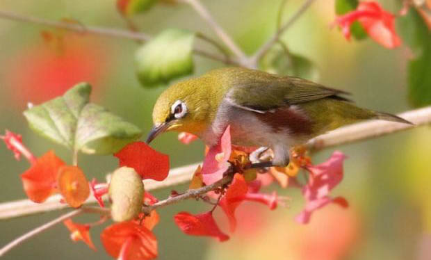 繡眼鳥怎么挑選，如何挑選品相好的繡眼鳥