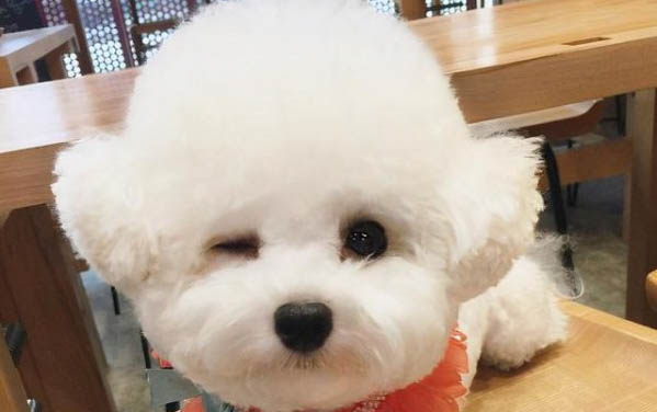 狗鼻子是濕熱的