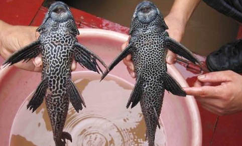 下雨天釣鯉魚釣深還是釣淺