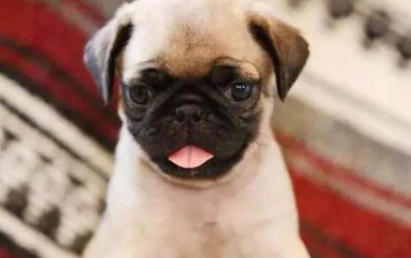 巴哥犬多少錢
