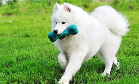 狗狗懷孕的癥狀分別有哪些