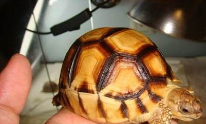 緬甸陸龜多久喂一次